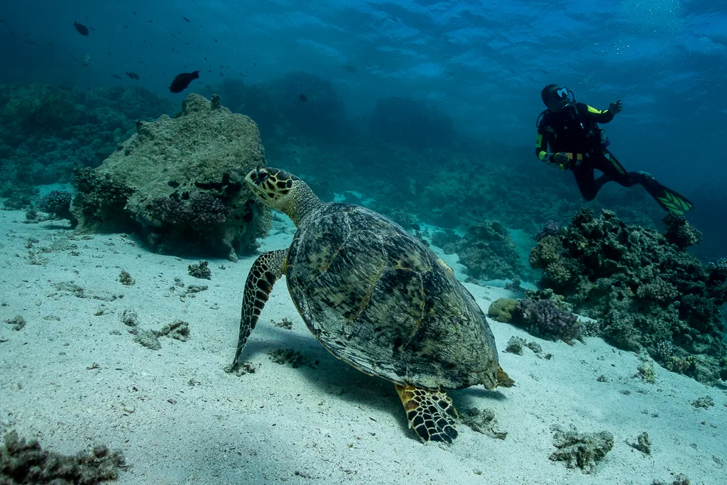 Unterwasserfoto aus Marsa Alam mit Korallen und Blauwasser