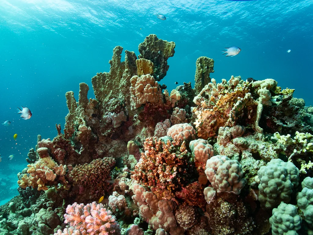 Riffszene in Marsa Alam mit farbigen Korallen