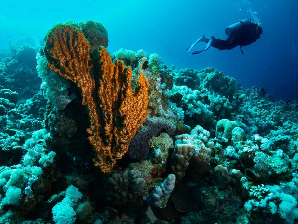 Taucher am Riff in Marsa Alam