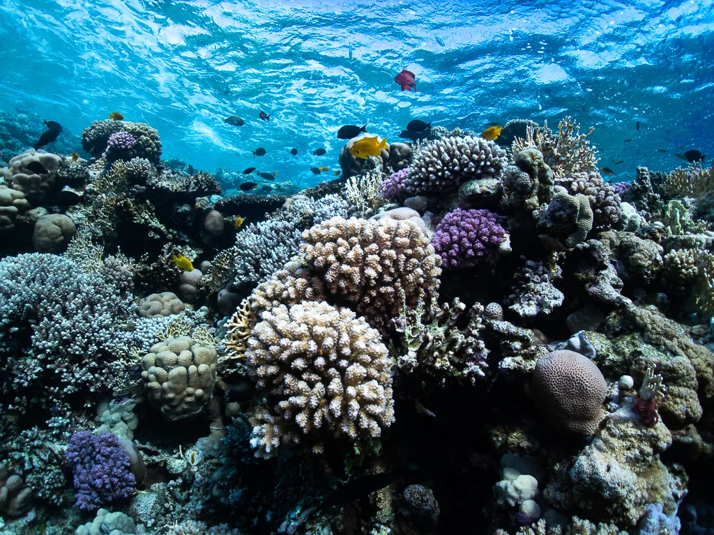 Unterwasserlandschaft mit Fischschwarm in Ägypten