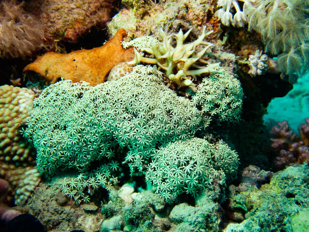 Rotes Meer Unterwasserwelt mit Korallenformation