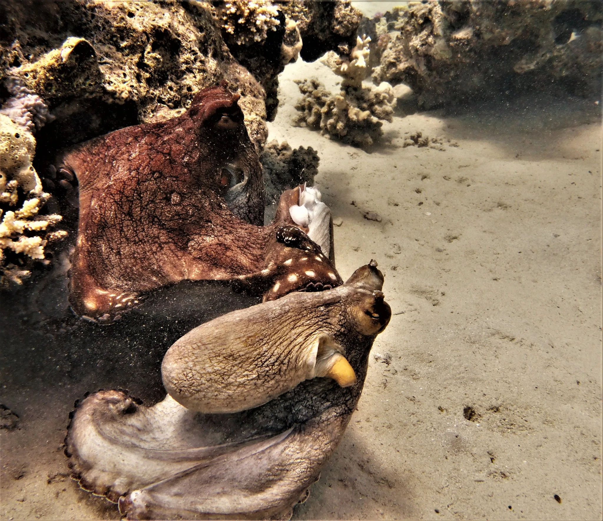 Unterwasseraufnahme aus Marsa Alam von einem Tauchgang